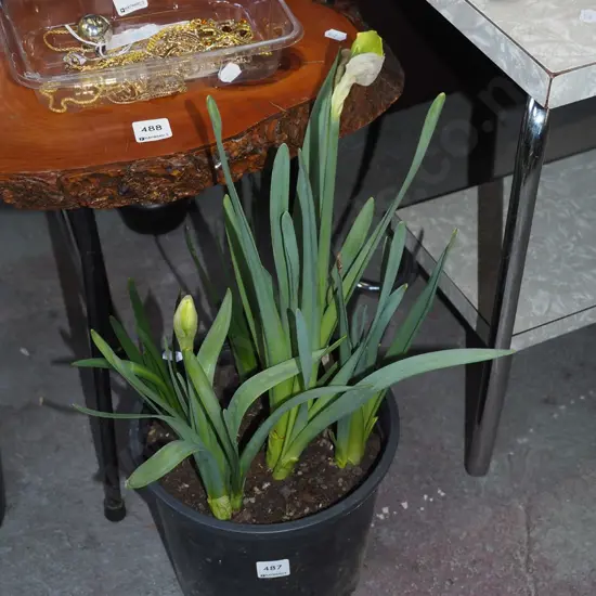 potted daffodils