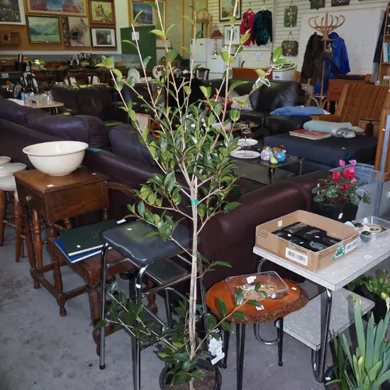 potted camelia - paradise blush