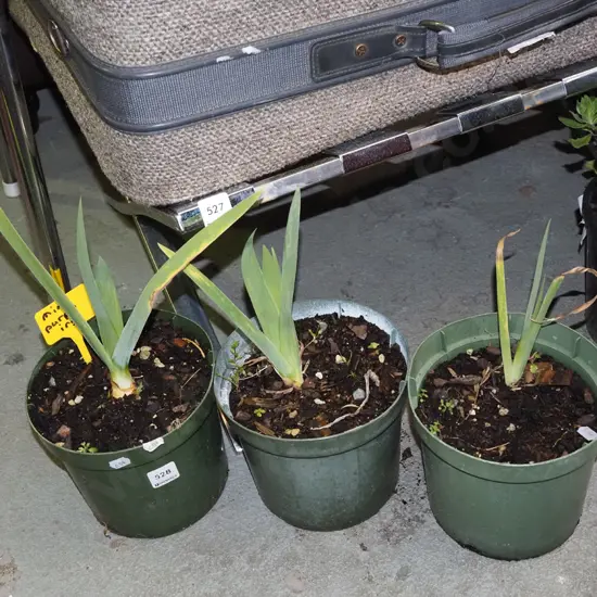 3x potted irises
