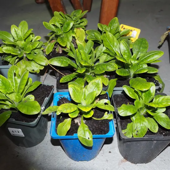 8 potted forget me nots