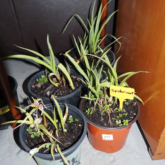 4x potted spiderwort