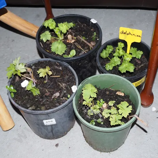 4x potted delphiniums