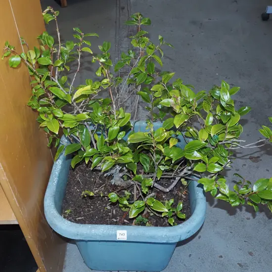 camelia plastic planter