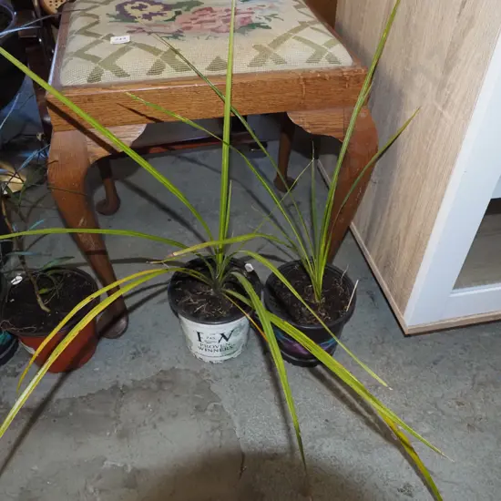 2x potted cabbage trees