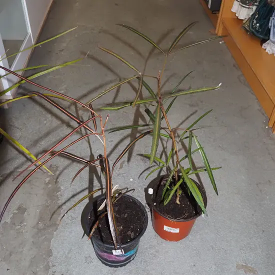 2x potted lancewoods