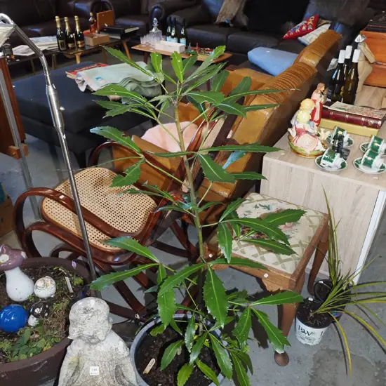 large potted pseudopanax