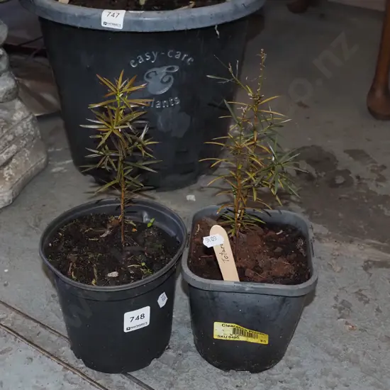2x potted totara