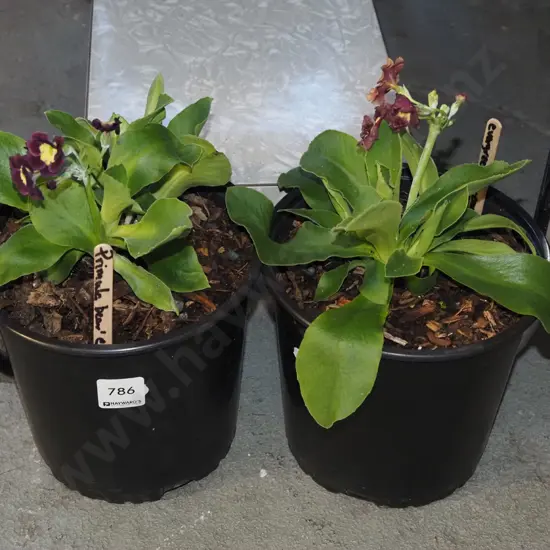 2x potted primulas