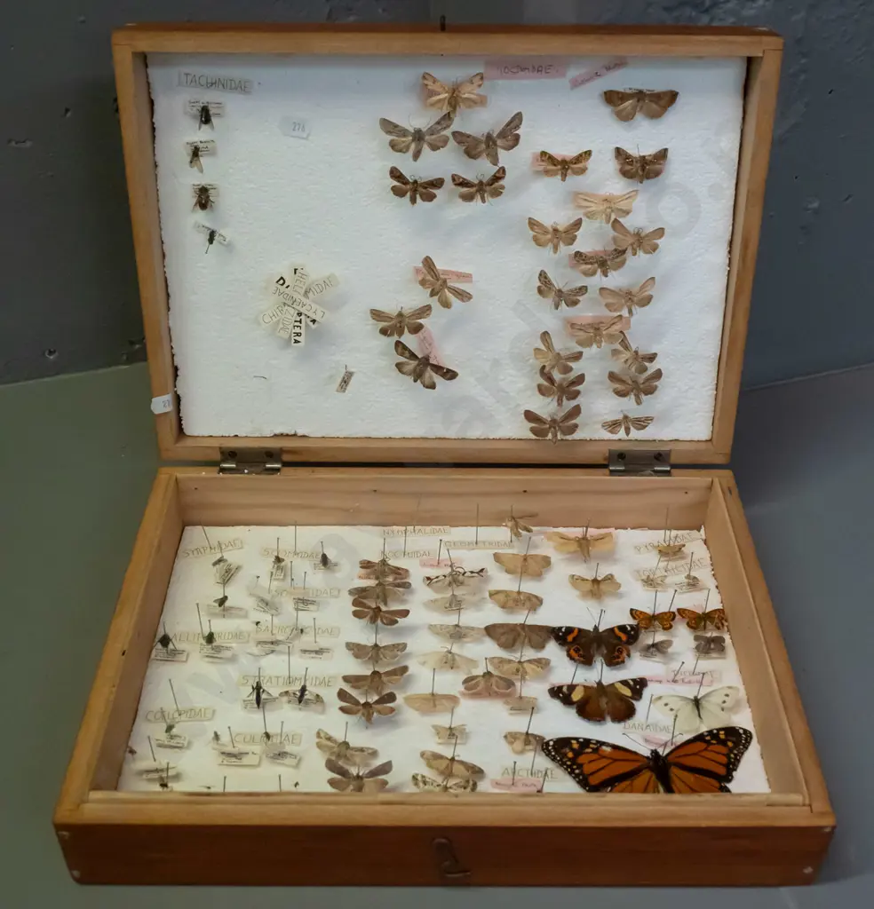 wood case full of butterfly and moth specimens pinned to polystyrene - some w/ age wear or deterioration. Case H-100 Image 1++