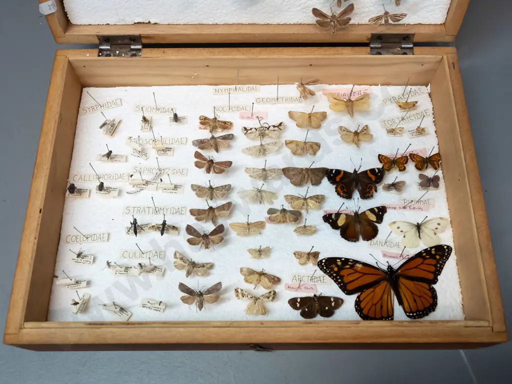 wood case full of butterfly and moth specimens pinned to polystyrene - some w/ age wear or deterioration. Case H-100 Image 1++