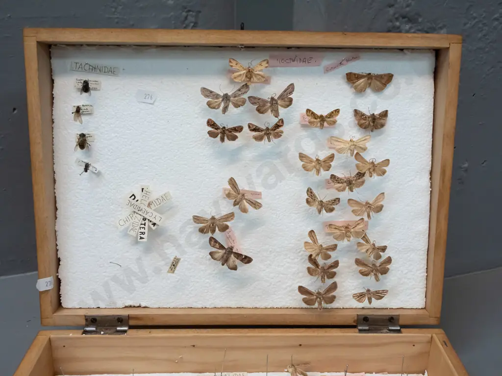 wood case full of butterfly and moth specimens pinned to polystyrene - some w/ age wear or deterioration. Case H-100 Image 1++