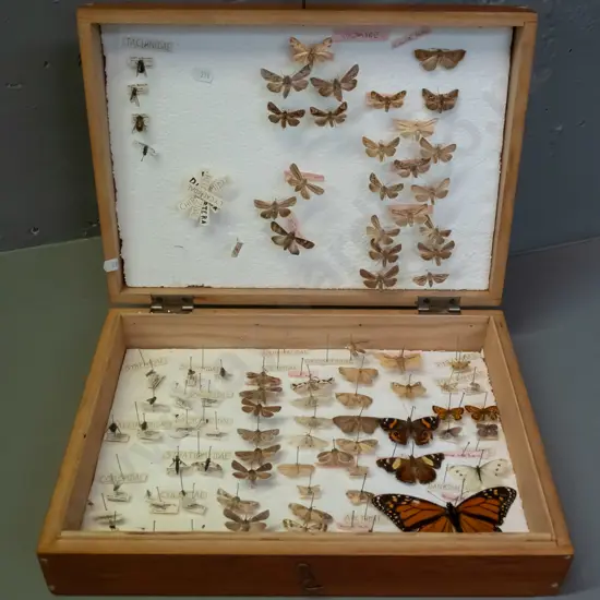 wood case full of butterfly and moth specimens pinned to polystyrene - some w/ age wear or deterioration. Case H-100