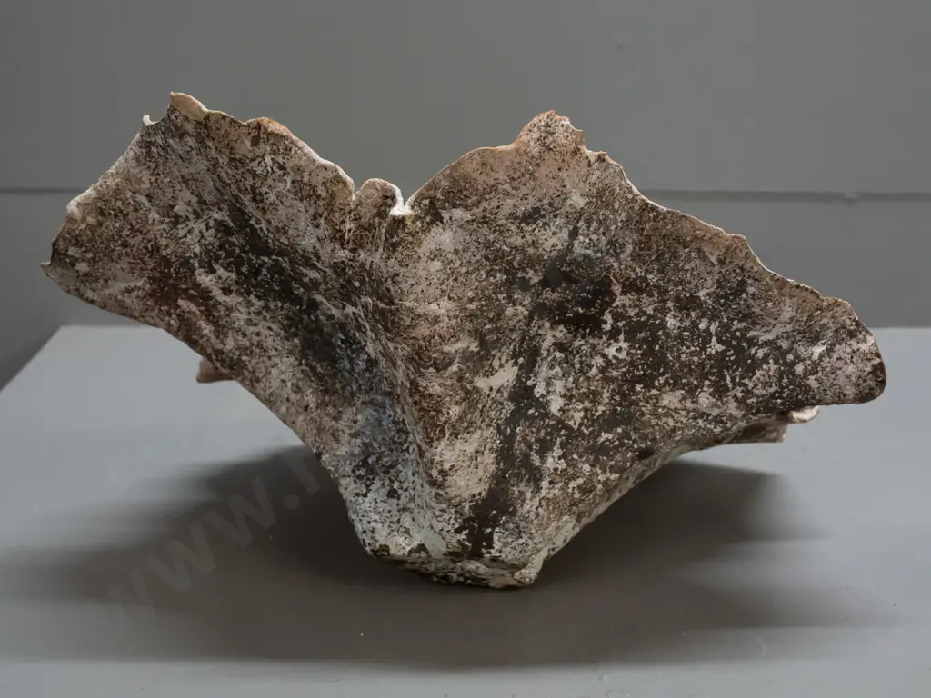 Gretyl Doo NZ studio pottery large leaf-form dish - some fretting to rim H-170 W-410 Image 1++