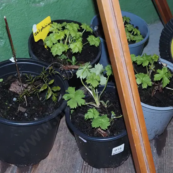 4x potted delphiniums, jasmine