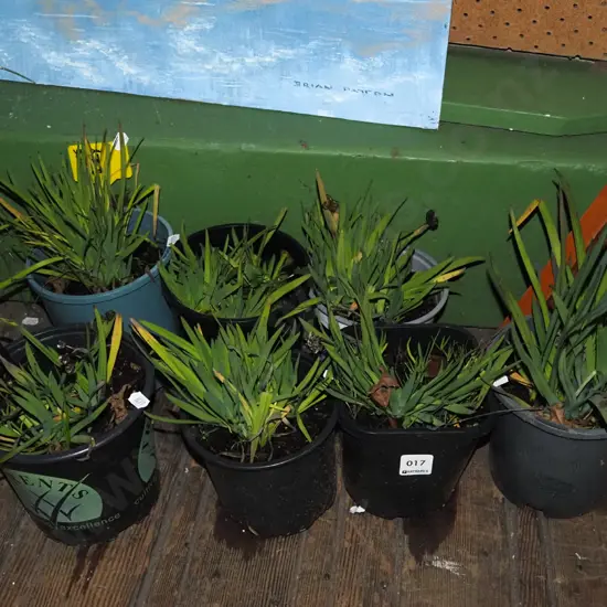 7x potted yellow eyed grasses