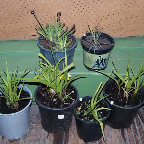 4x potted spiderwots, 2x yellow eyed grasses