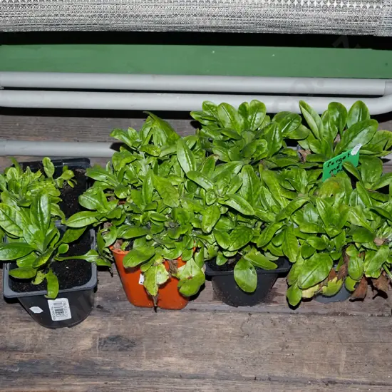 8x potted forget me nots