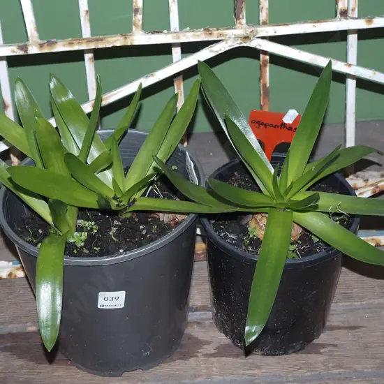 2x potted agapanthus