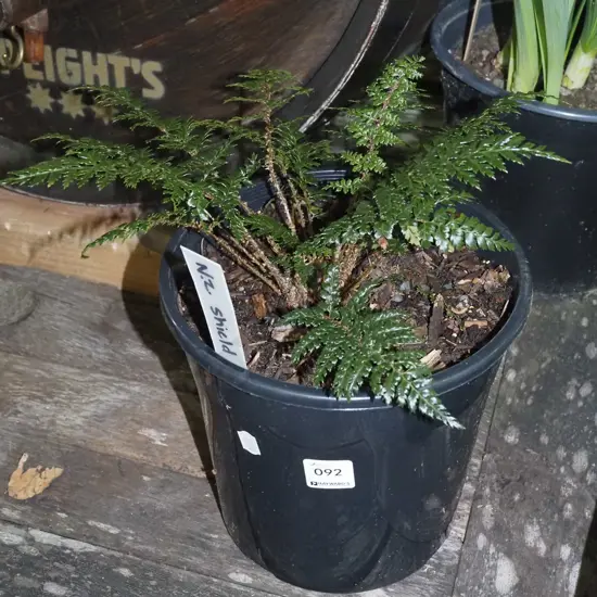potted fern- NZ shield