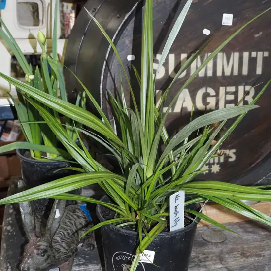potted astelia (NZ bush lily)