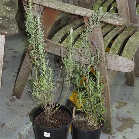 2x potted lavender