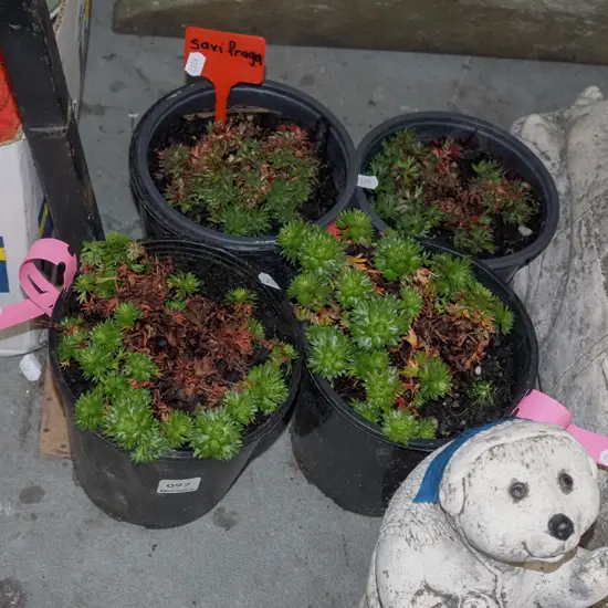 4x potted saxifraga