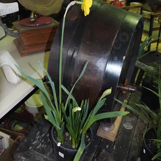 potted daffodils