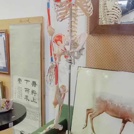 part anatomical skeleton on stand - H-1580