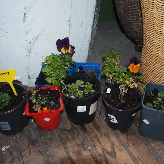 8x potted pansies