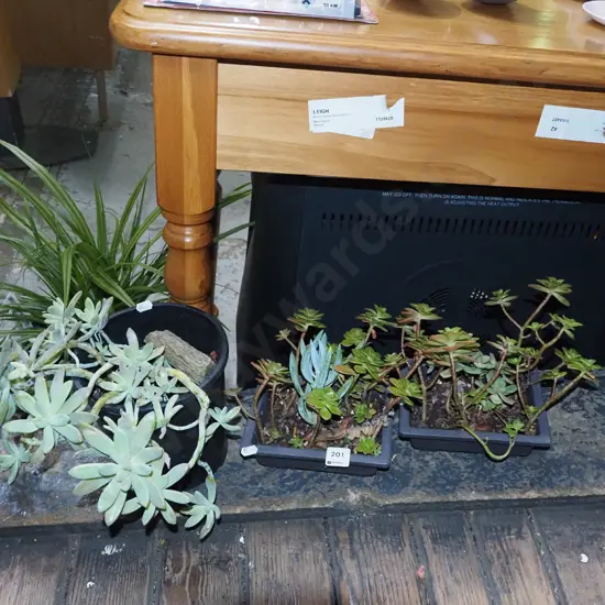 3x potted succulents
