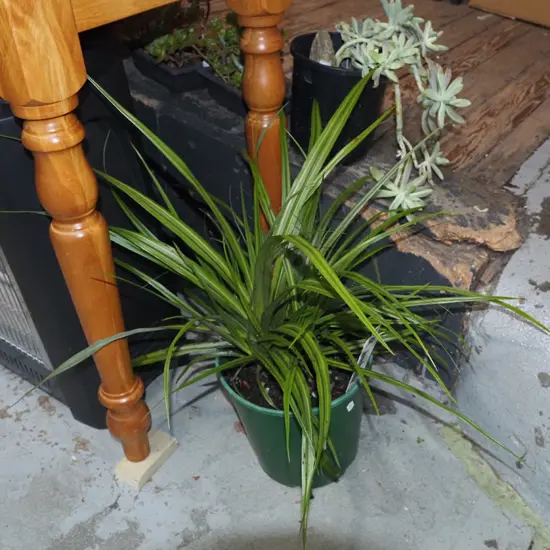 potted astelia (NZ bush lily)