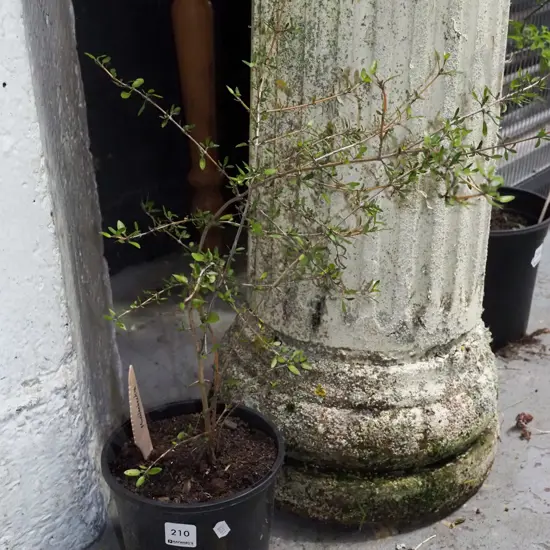 potted Muehlenbeckia