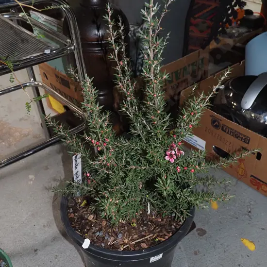 potted manuka with pink flowers
