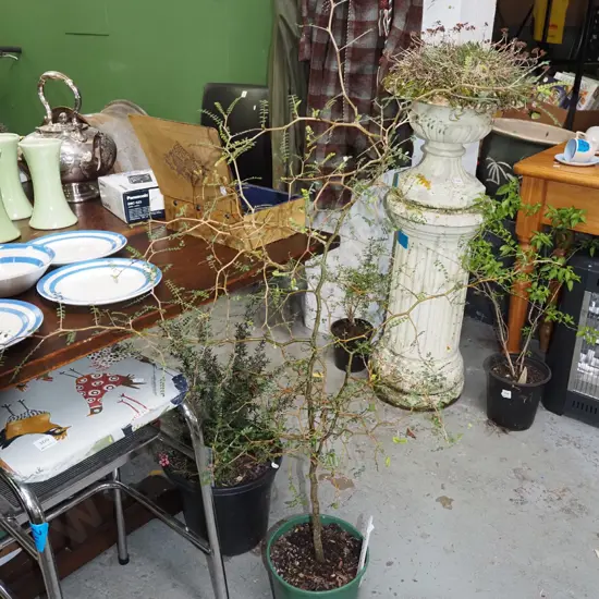 potted South Island kowhai