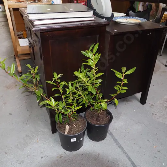 2x potted pohutukawa