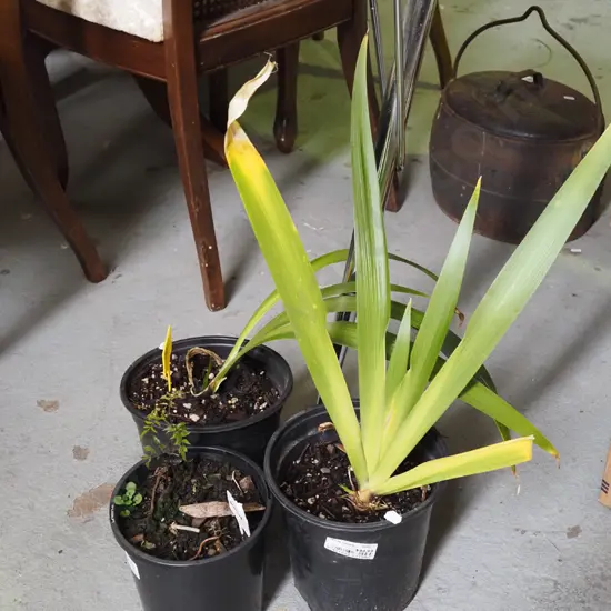 2x potted iris, potted jasmine