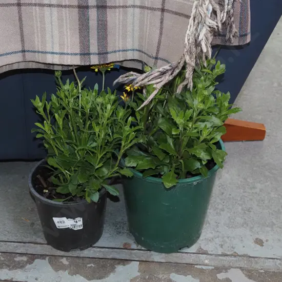 2x potted daisies