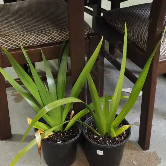 2x potted irises