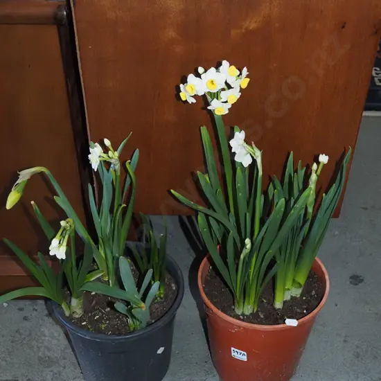2x potted daffodils