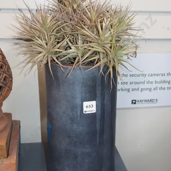 succulents in cylindrical planter