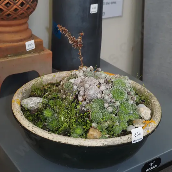 succulents in blue bowl planter