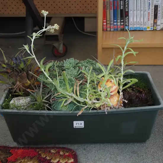 plastic trough and succulents