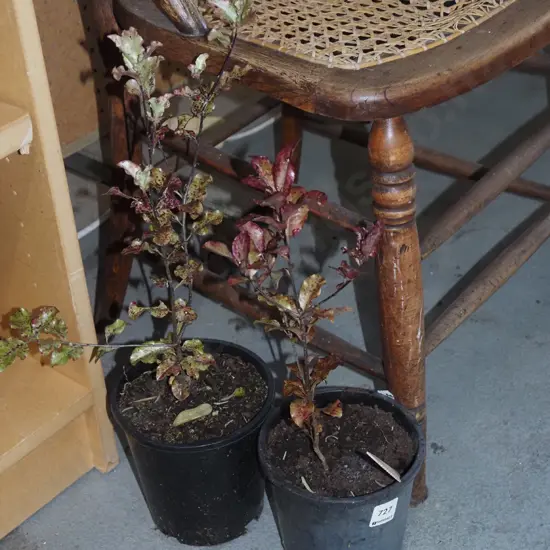 2x potted red matipo