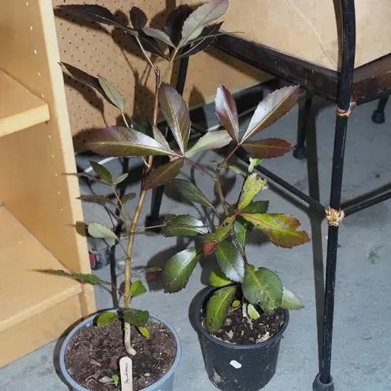 2x potted pseudopanax