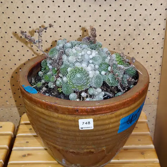 succulents in planter