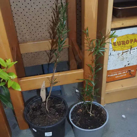 2x potted bottle brushes