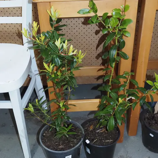 2x potted pohutukawa