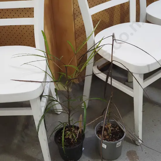 2x potted lancewoods