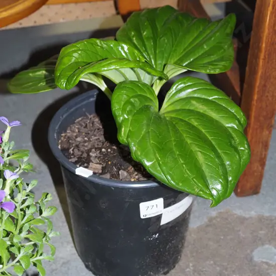 potted Chatham Island forget me not