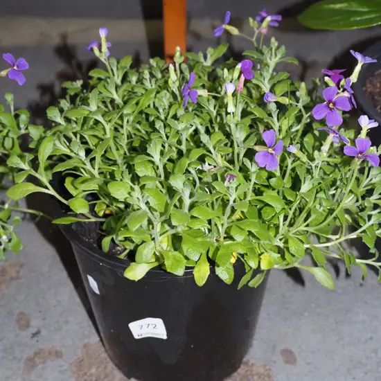potted aubrieta